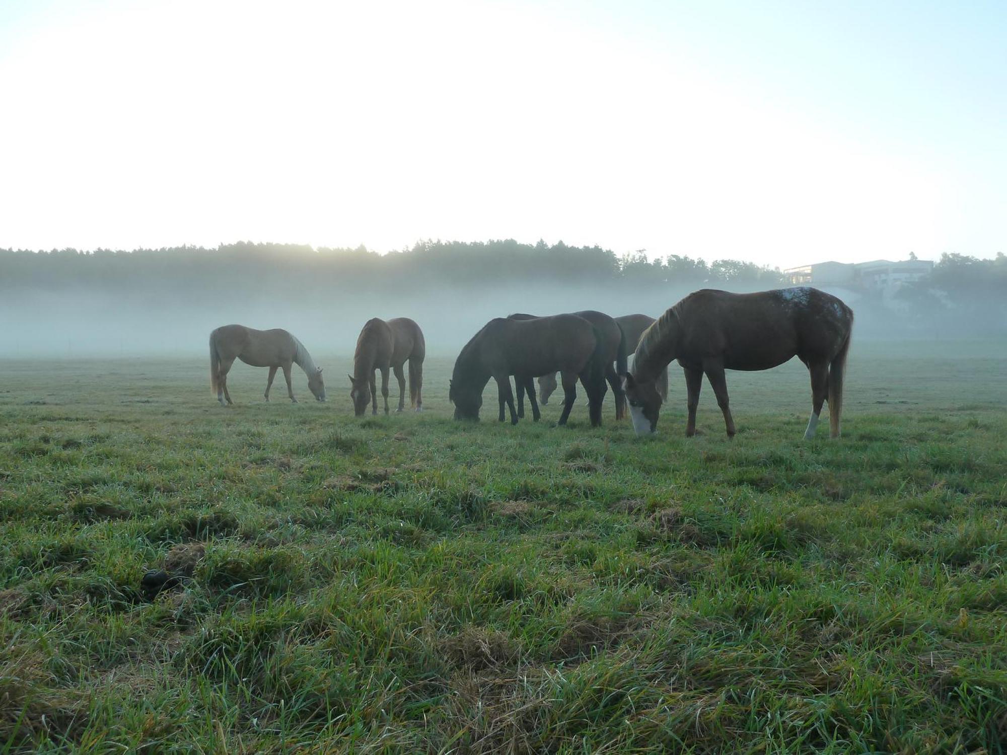 Holiday Home Mb Ranch Pilzno Zewnętrze zdjęcie